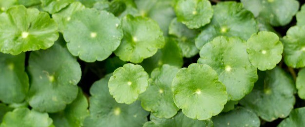 Bright green centella asciatica leaves in a bunch